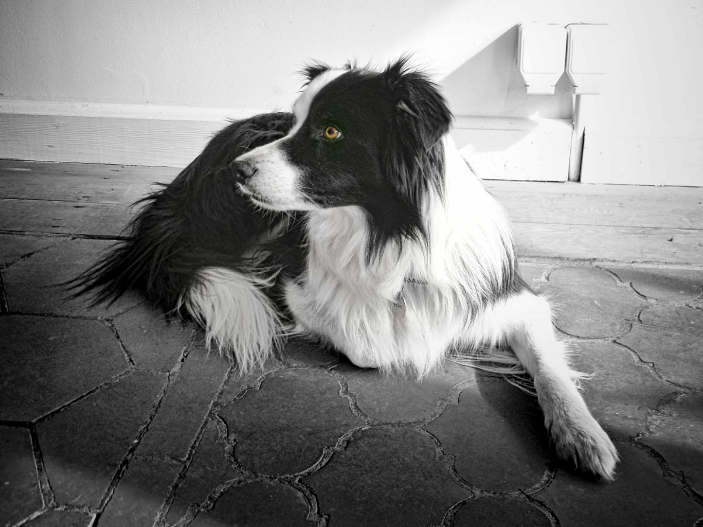 End of Life Animal Communication
