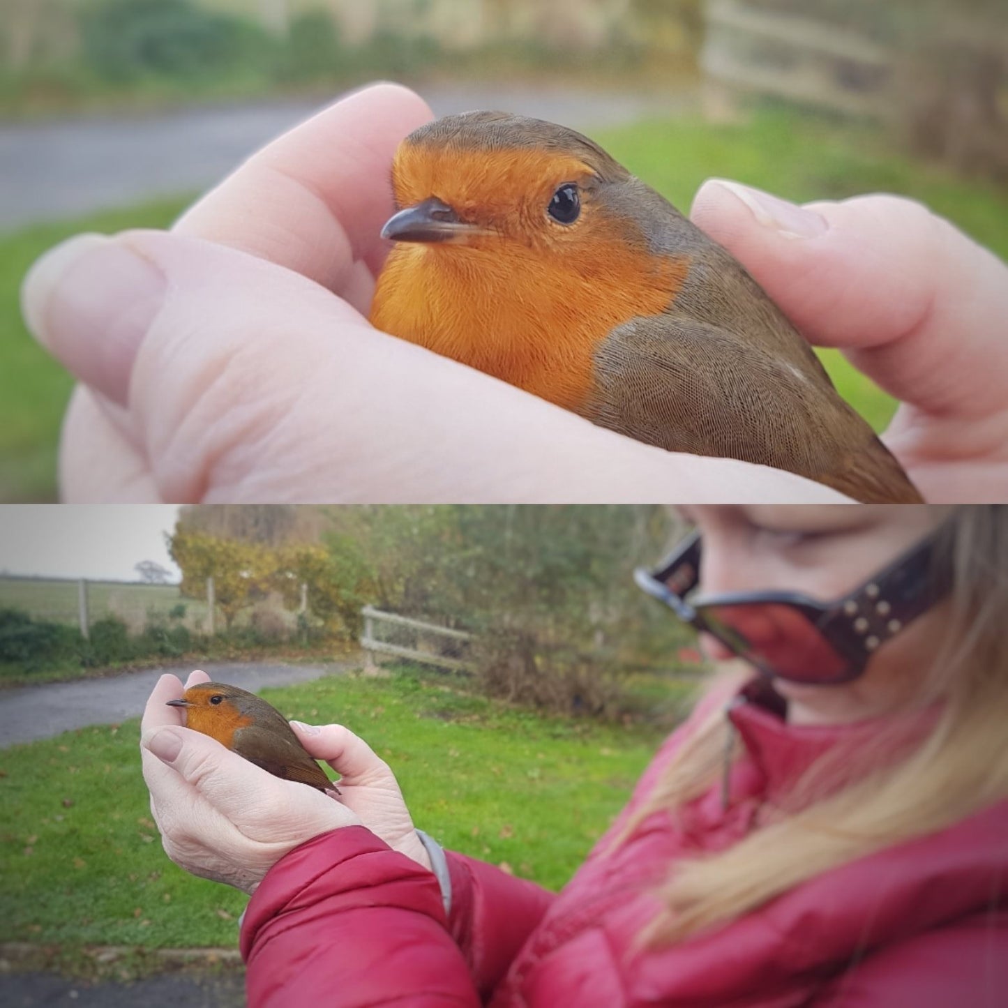 End of Life Animal Communication