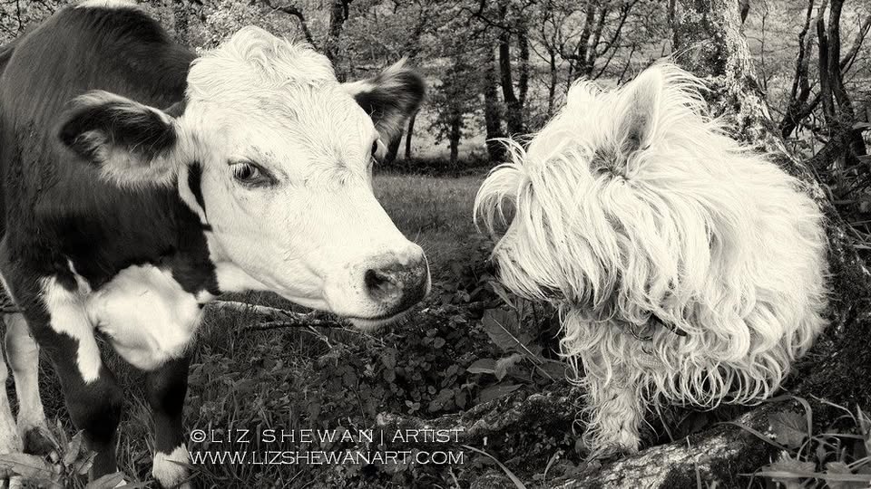 End of Life Animal Communication