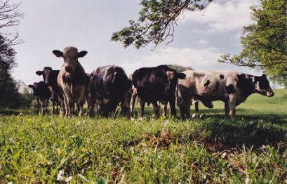 End of Life Animal Communication