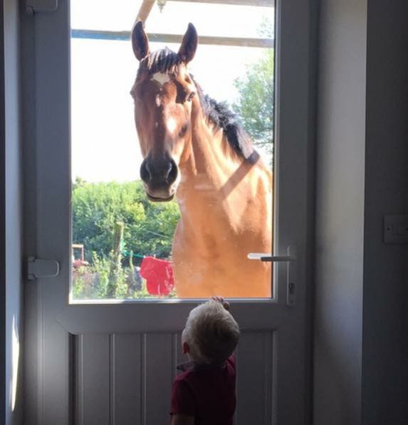 End of Life Animal Communication