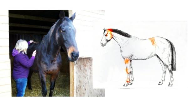 End of Life Animal Communication
