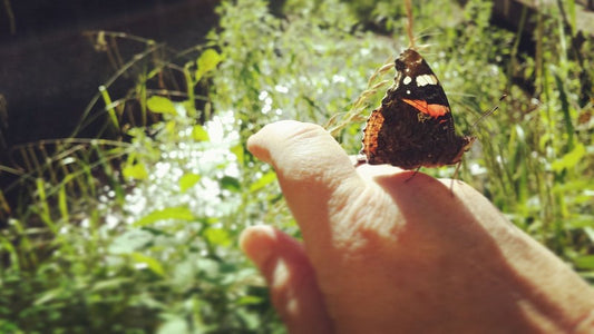 FREE Distance Animal Healing