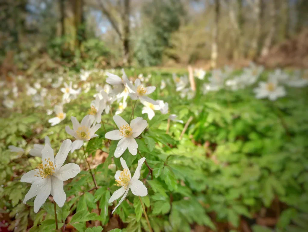 A Moment in the Life of an Artist Inspired by Nature