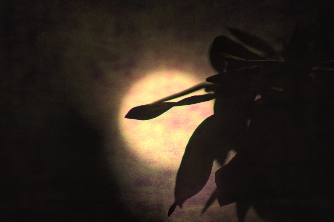 The Thin Blue Line between Empathy and Codependence