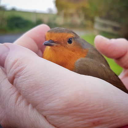 Distance Animal Healing FREE