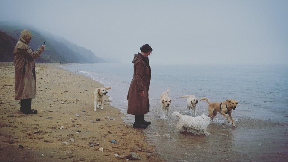 Distance Animal Healing (pay what you can)