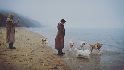 Distance Animal Healing (pay what you can)