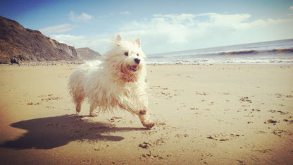 End of Life Psychic Assistance - Animal Communication